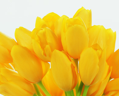 Bunch of Yellow Tulip Flower heads